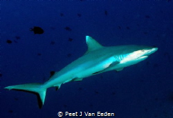 White tipped shark by Peet J Van Eeden 